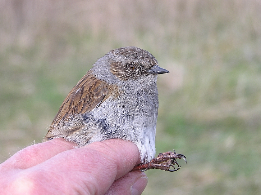 Dunnock, Sundre 20050509